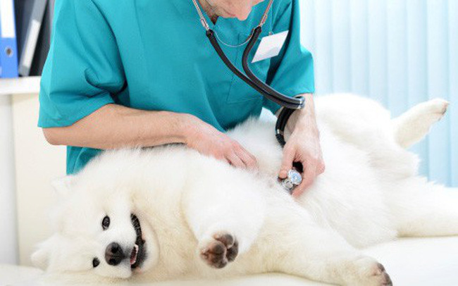 9 cách hàng đầu để chăm sóc thú cưng của bạn - Thiết bị thú y Thịnh Vượng
